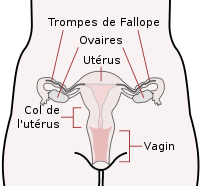 200px-Scheme_female_reproductive_system-fr
